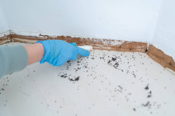Best Termite Control Services  in Lynchburg, MS